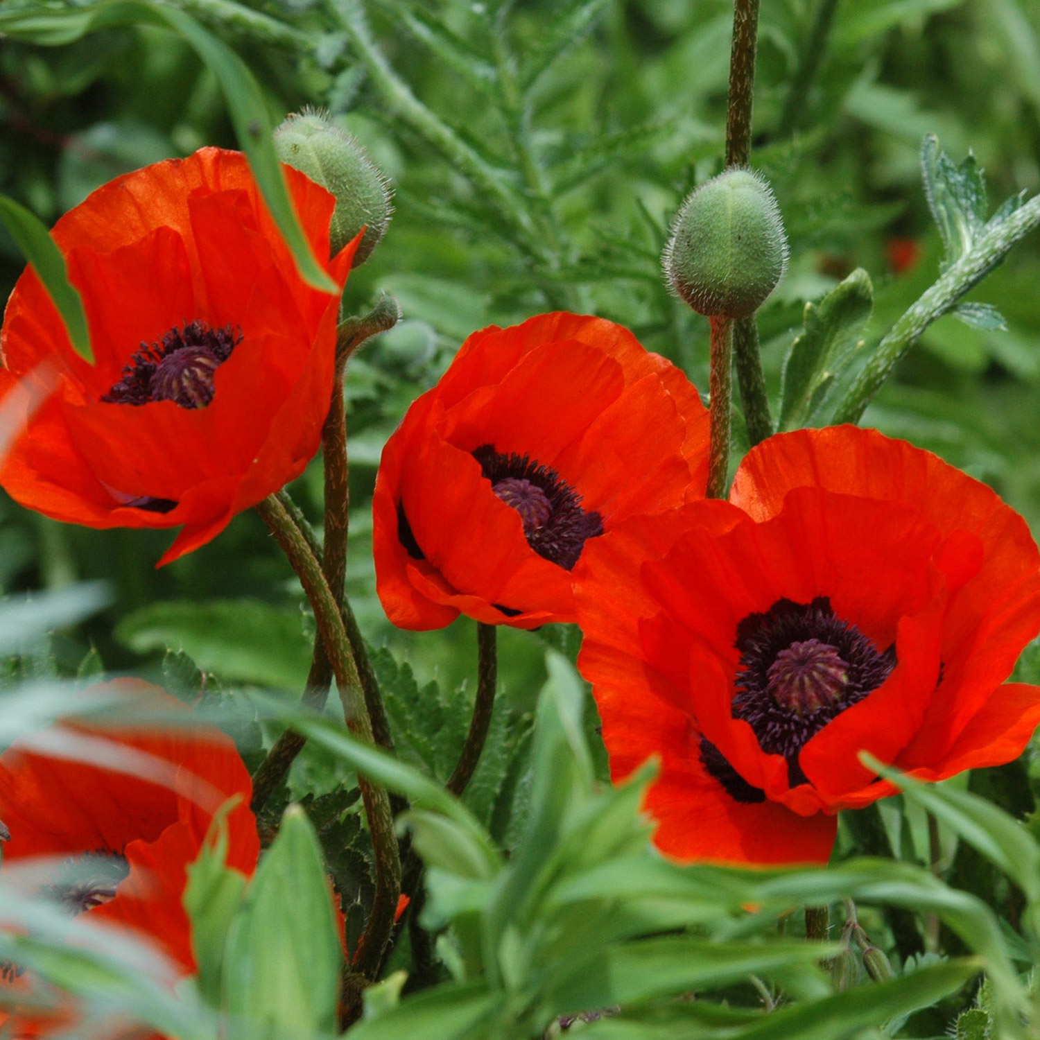 Türkischer Mohn 'Beauty of Livermere®' Lieferform: Im 9 cm Topf