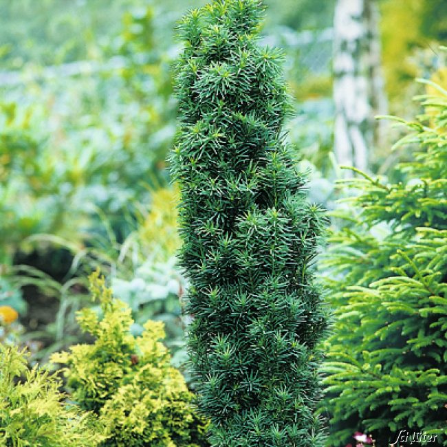 Säuleneibe 'Fastigiata Robusta' C3 30 - 40 Liefergröße: 30 -40 cm