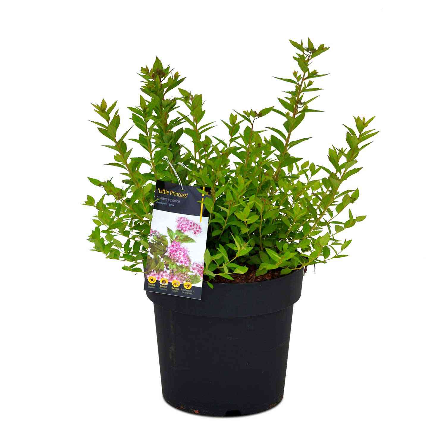Zwerg-Spiere 'Little Princess'