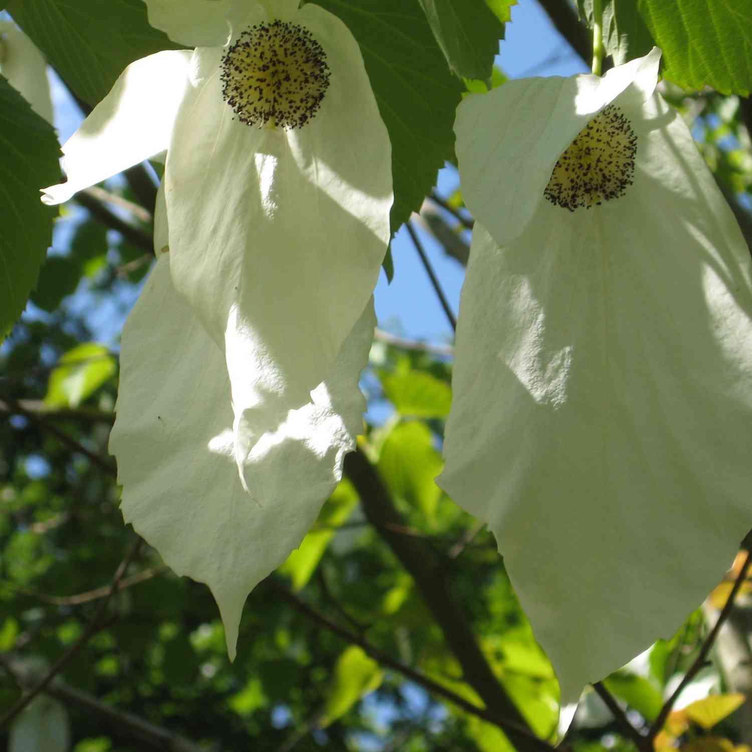 Taglilie 'Stella d' Oro'