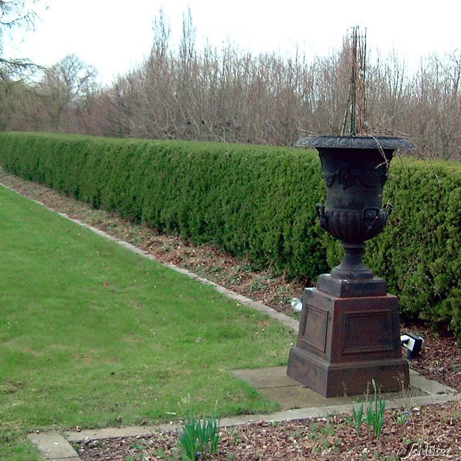 Bechereibe 'Hicksii'