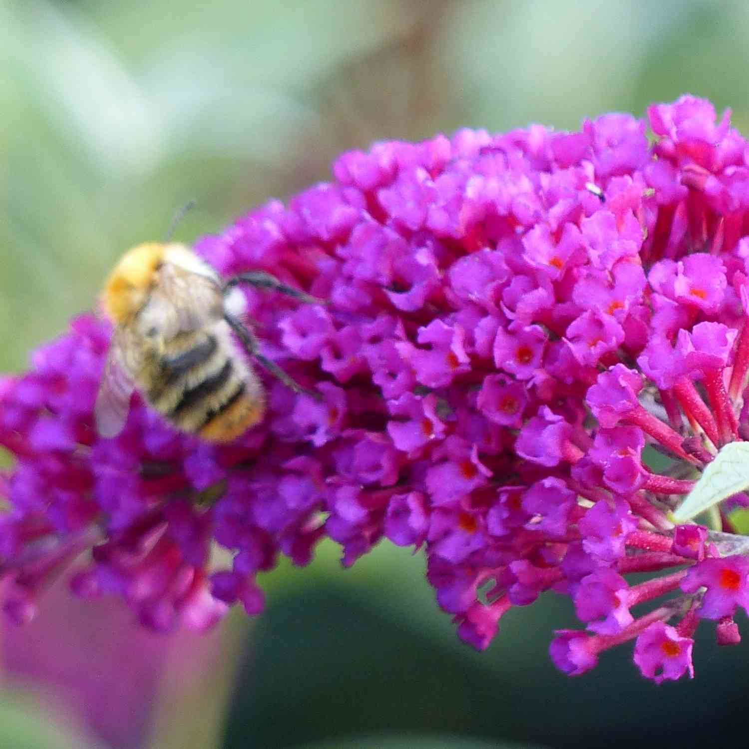 Zwerg-Schmetterlingsflieder 'BUZZ Velvet' Lieferform: Im Topf