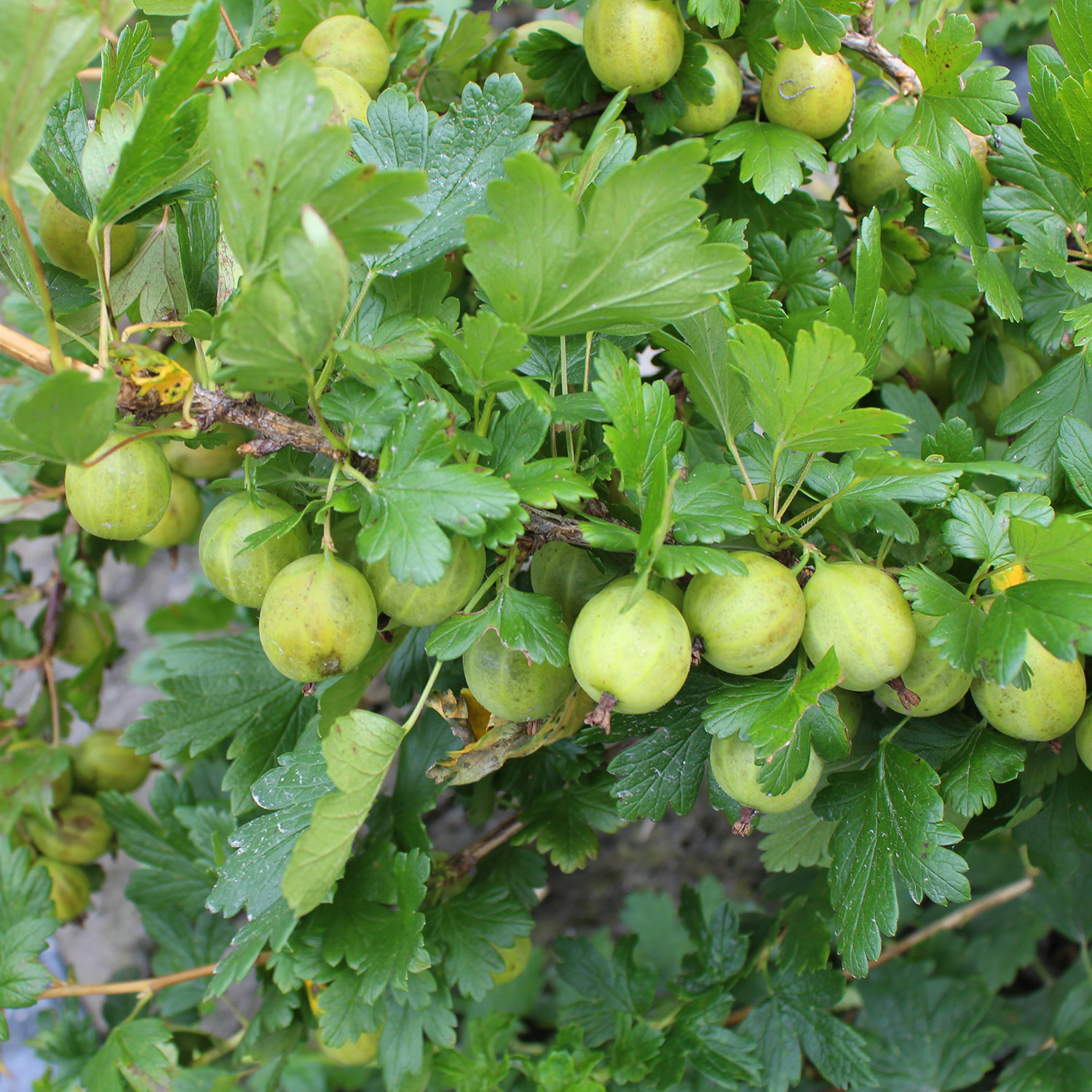 Beeren - Stachelbeere 'Easycrisp® Mr. Green®' Lieferform: Im 2 Liter Topf - Ribes uva-crispa 'Mr Green'