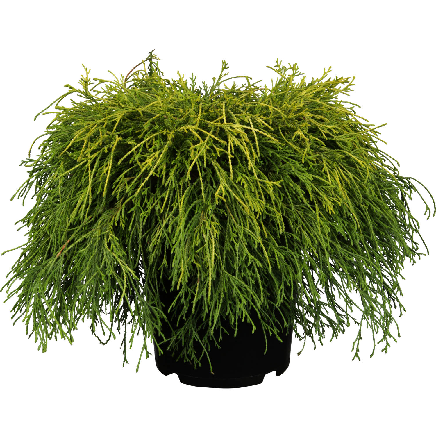 Gelbe Fadenzypresse 'Sungold' 25 - 30 cm Liefergröße: 25 - 30 cm