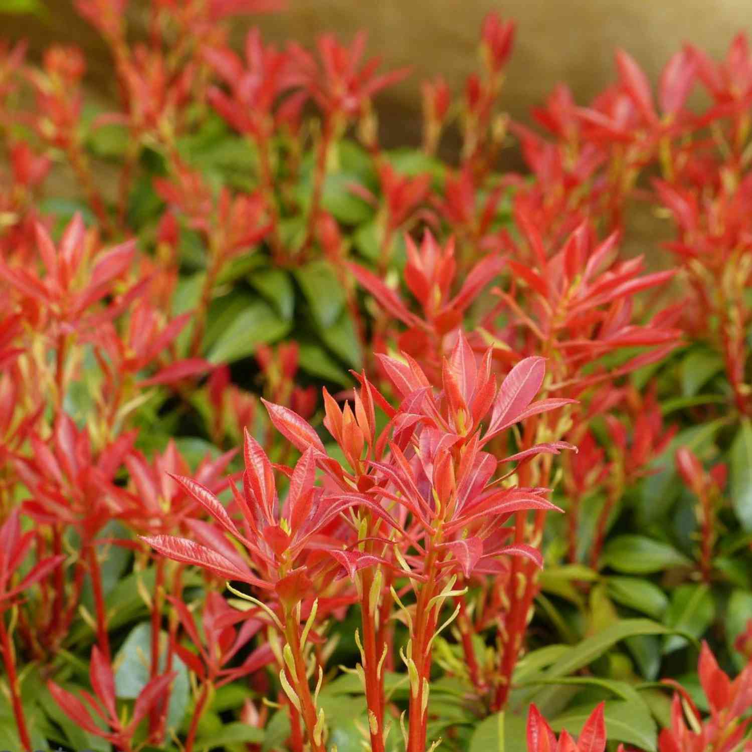Lavendelheide / Schattenglöckchen 'Mountain Fire'