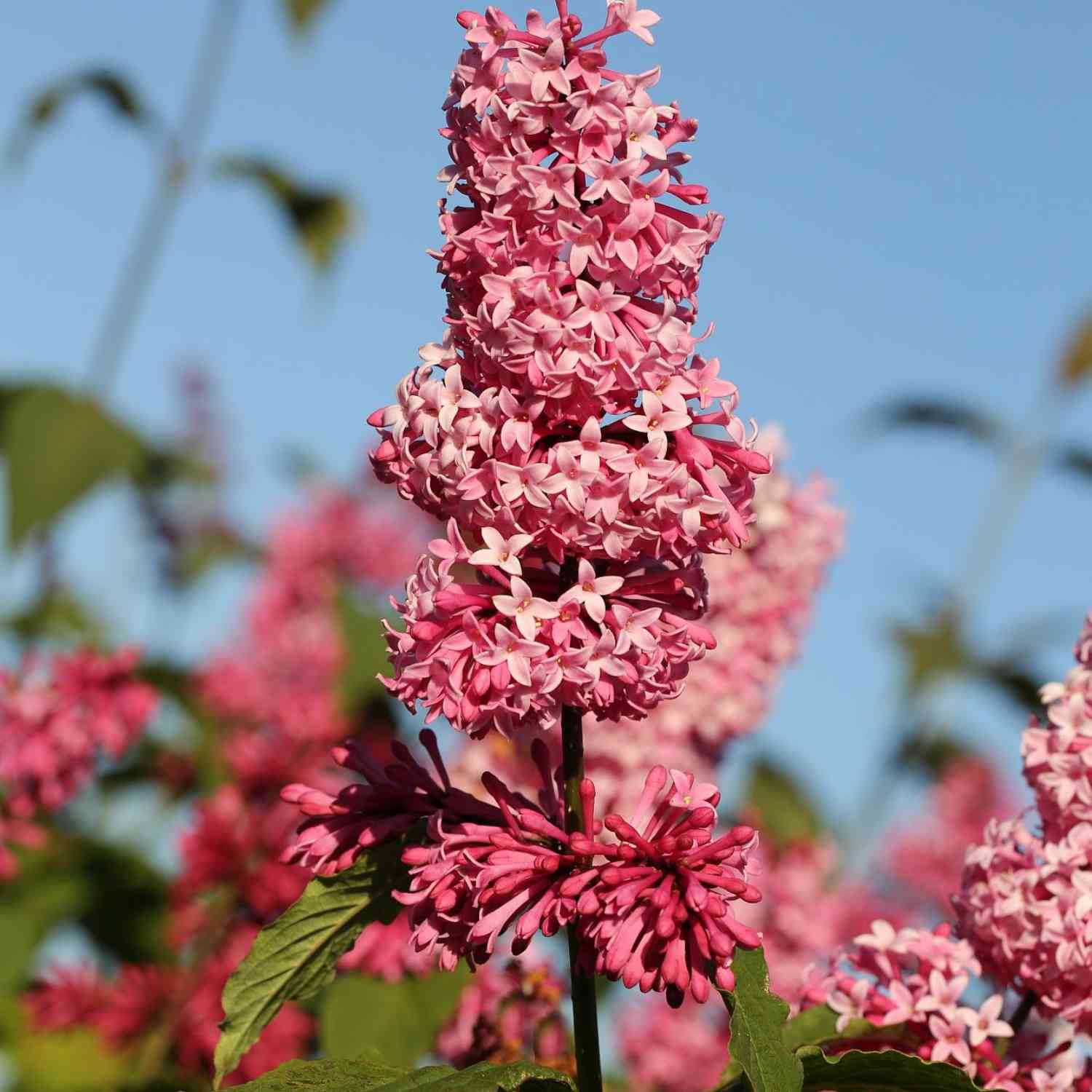 Botanischer Flieder 'Miss Canada'