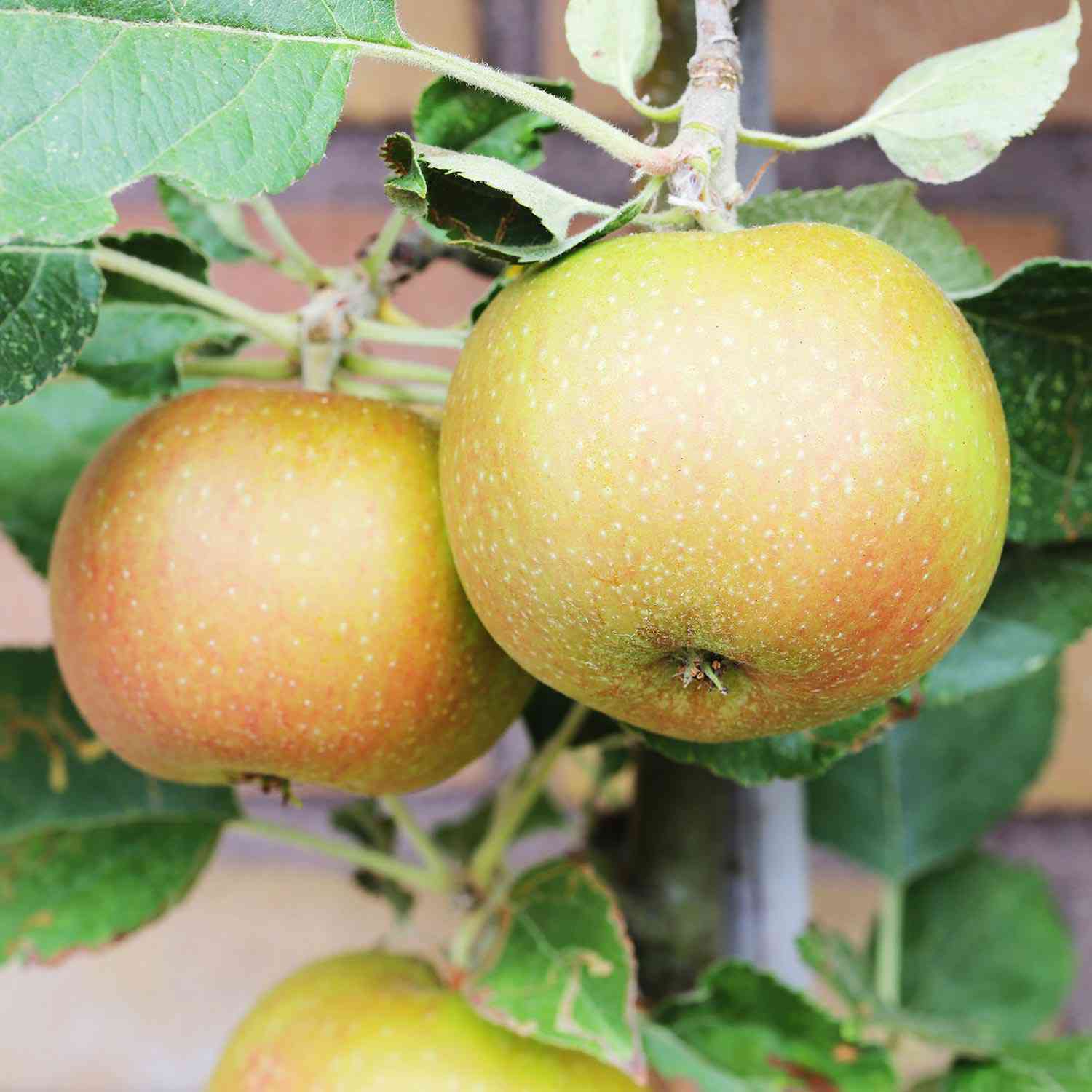 Zwerg-Apfel 'Roter Boskoop'