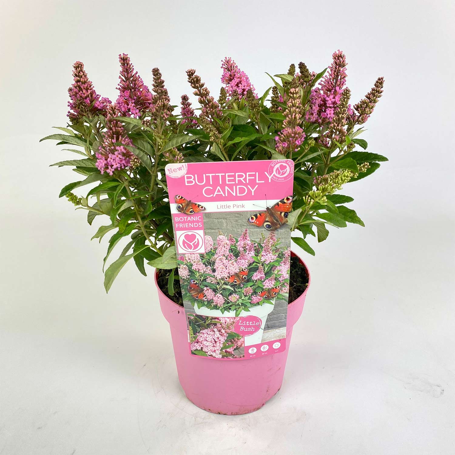 Zwerg-Schmetterlingsflieder 'Butterfly Candy® Little Pink', 3 Liter, 30 - 40 cm Liefergröße: 30 - 40 cm