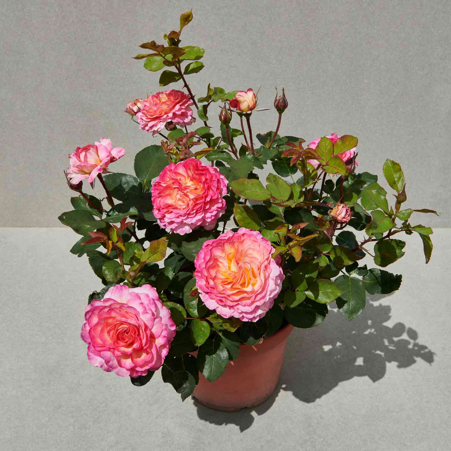 Edelrose 'Gorgeous®'