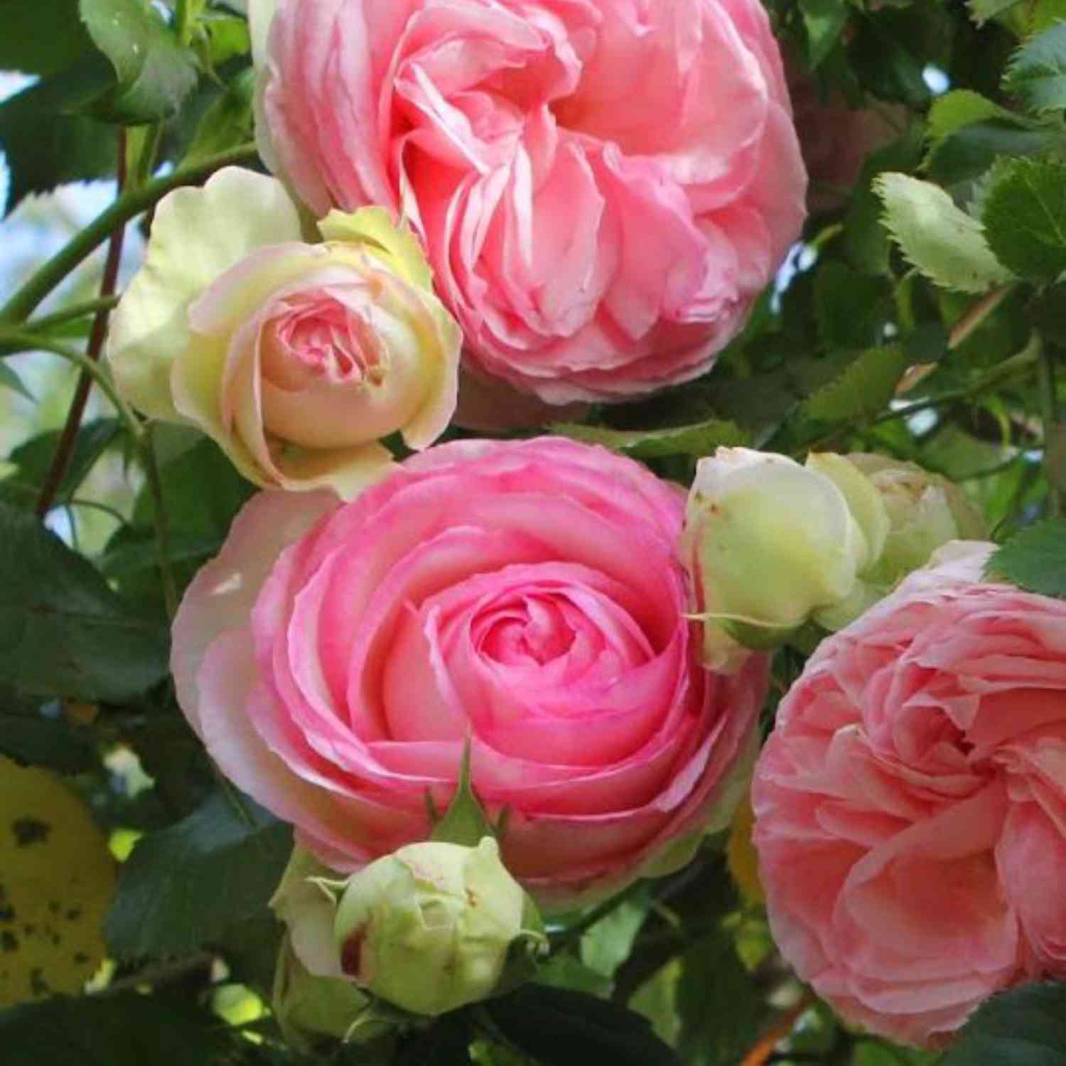 Nostalgische Strauchrose 'Eden Rose 85®'
