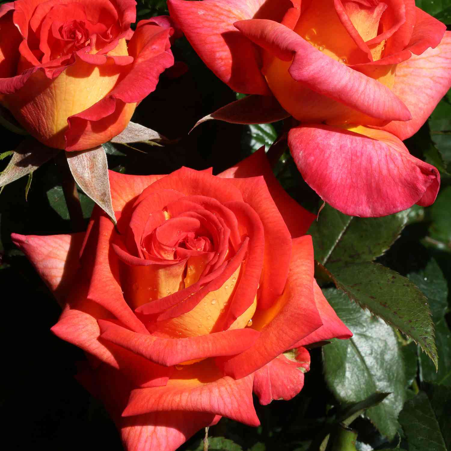 Edelrose 'Parfum de Grasse®' Edelrose 'Parfum de Grasse®'