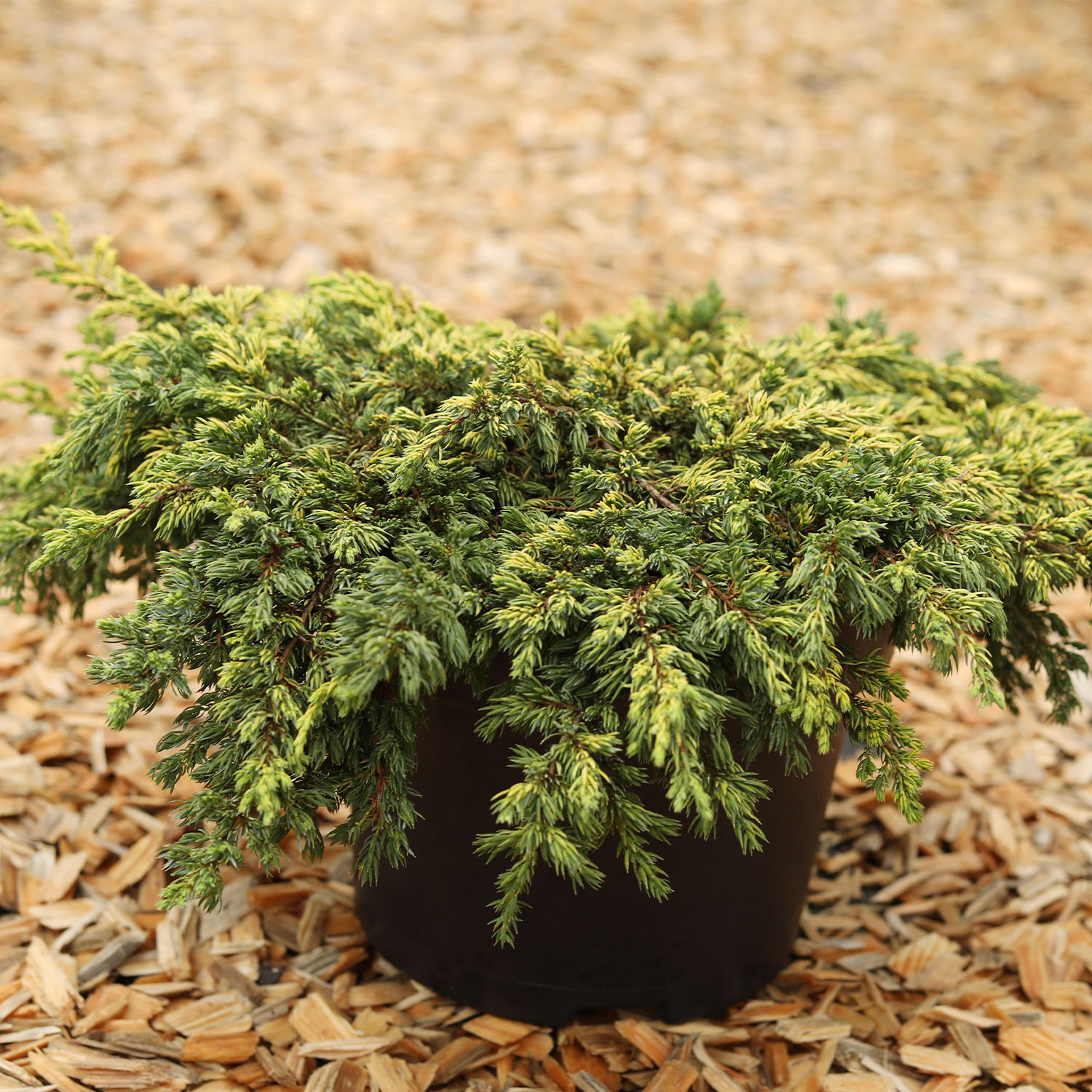 Gelber Kriechwacholder 'Goldschatz' 3 Liter, 25 - 30 cm Liefergröße: 25 - 30 cm