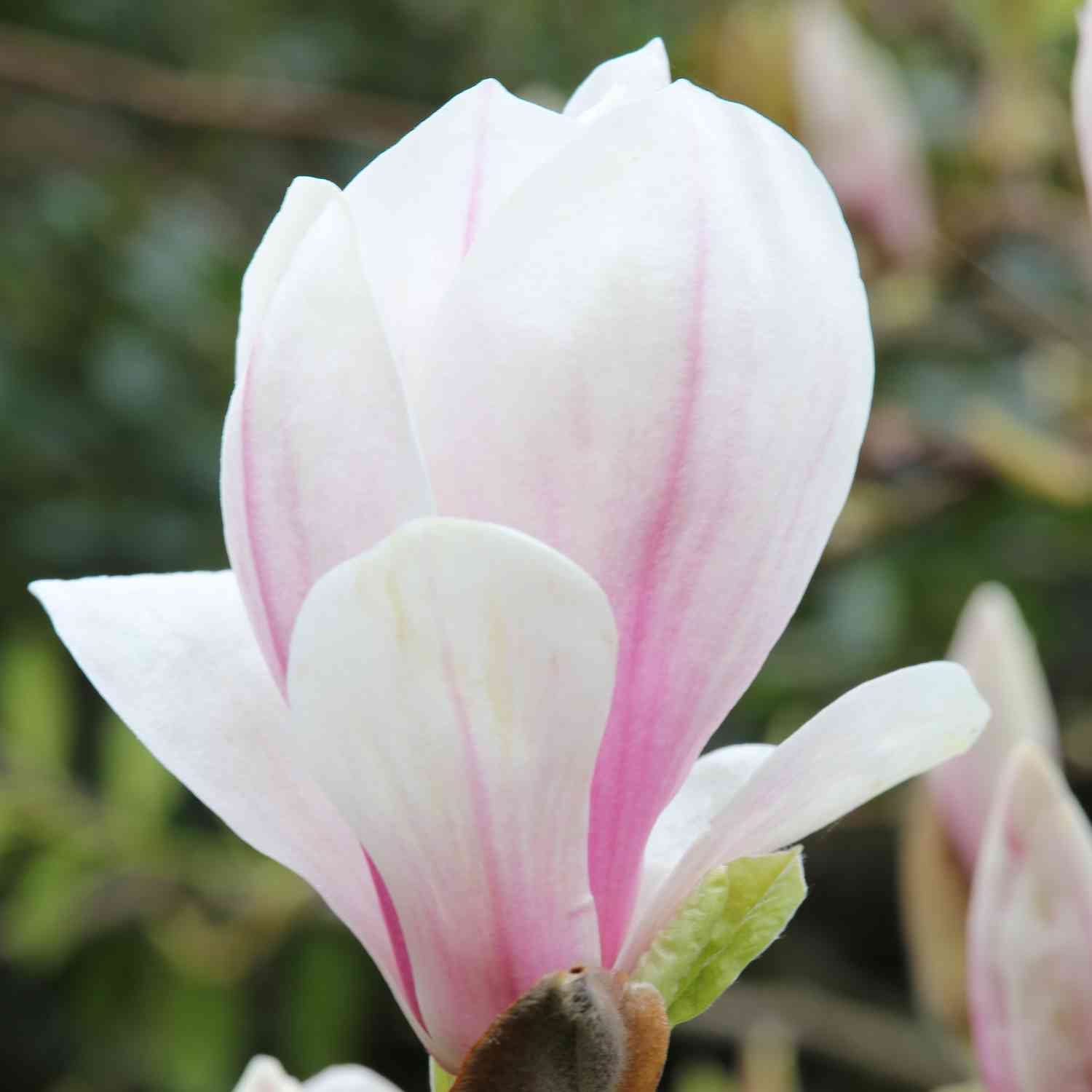 Tulpenmagnolie - Der Klassiker Tulpenmagnolie - Der Klassiker