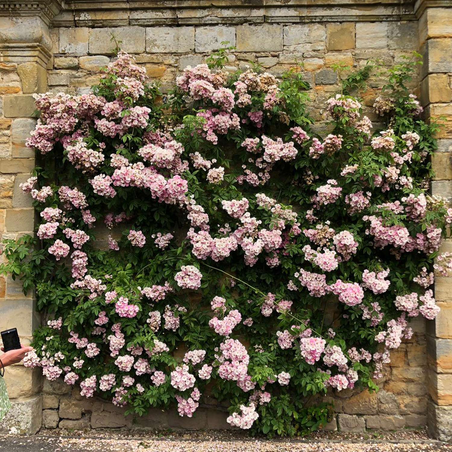 Ramblerrose 'Apple Blossom' Wz Liefergröße: min. 3 starke Triebe
