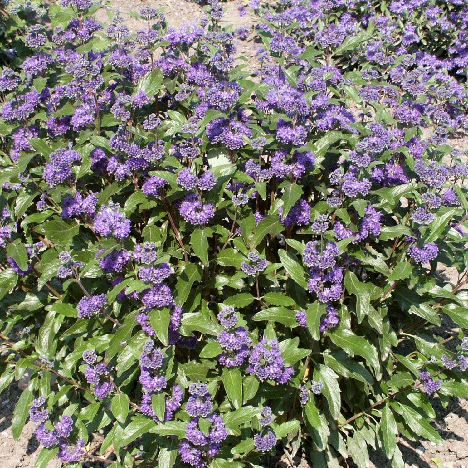 Bartblume 'Grand Bleu®', 3 Liter, 30 - 40 cm Liefergröße: 30 - 40 cm