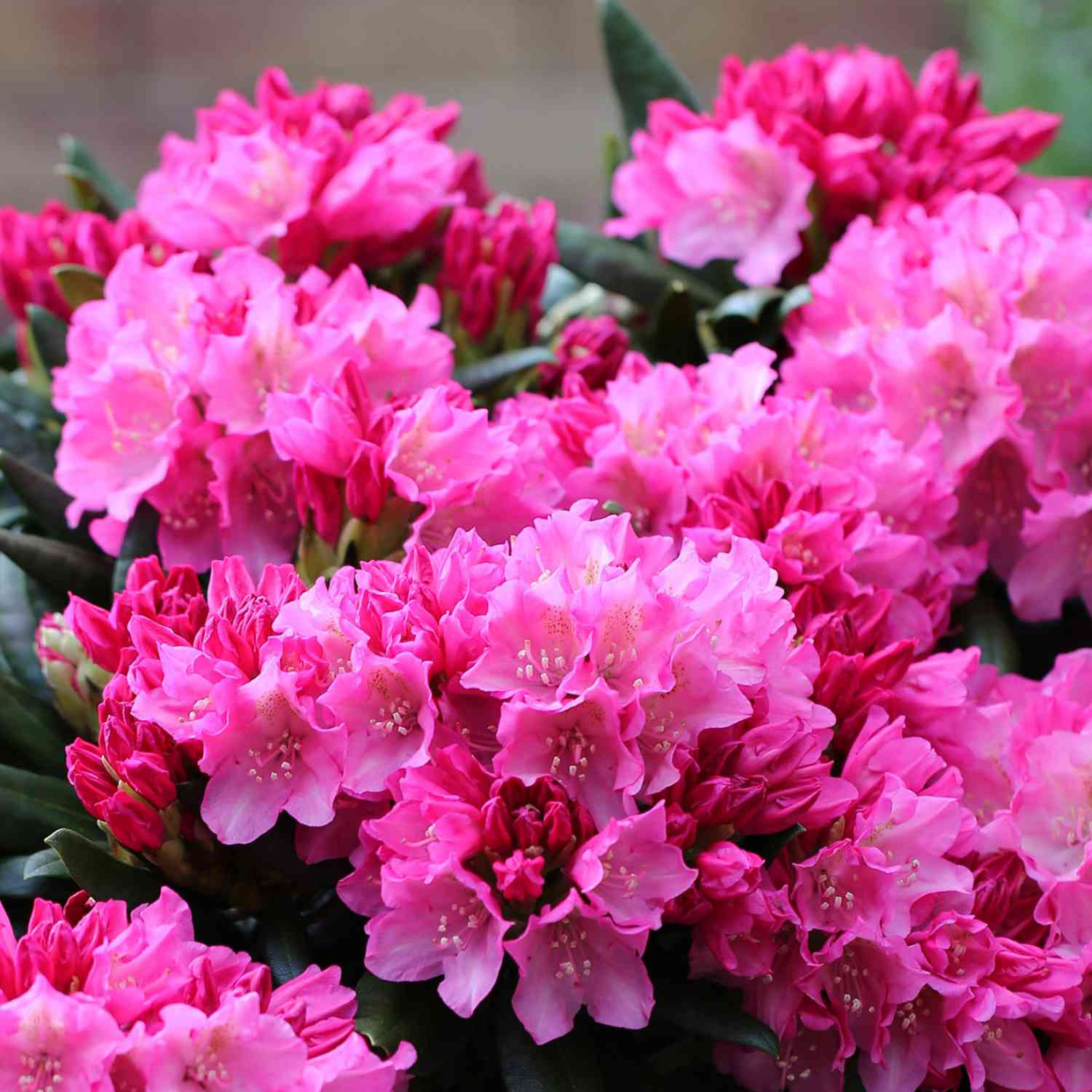 Ball-Rhododendron 'Kalinka'