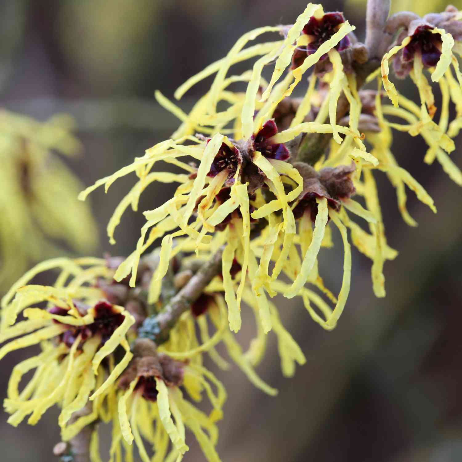 Zaubernuss 'Pallida'