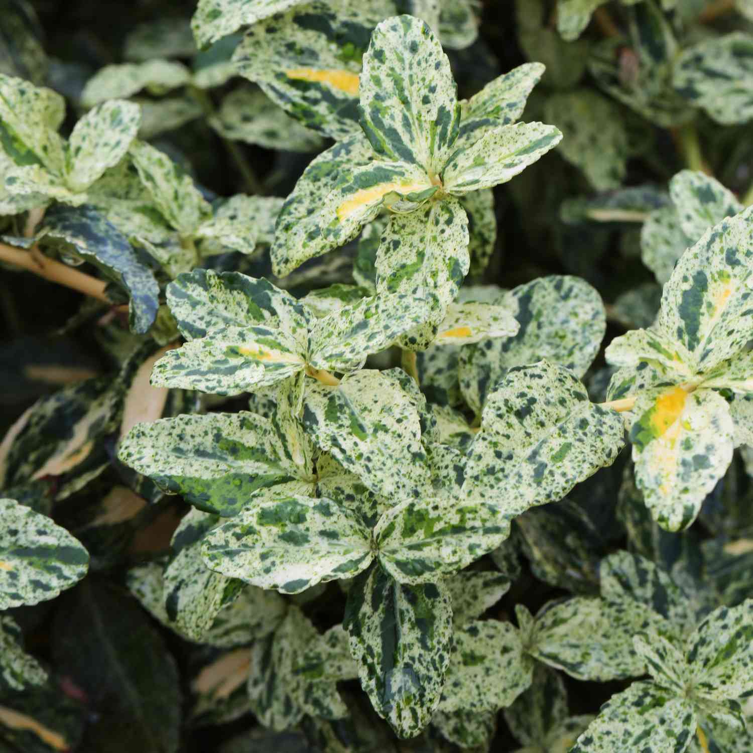 Kriechspindel 'Harlequin'