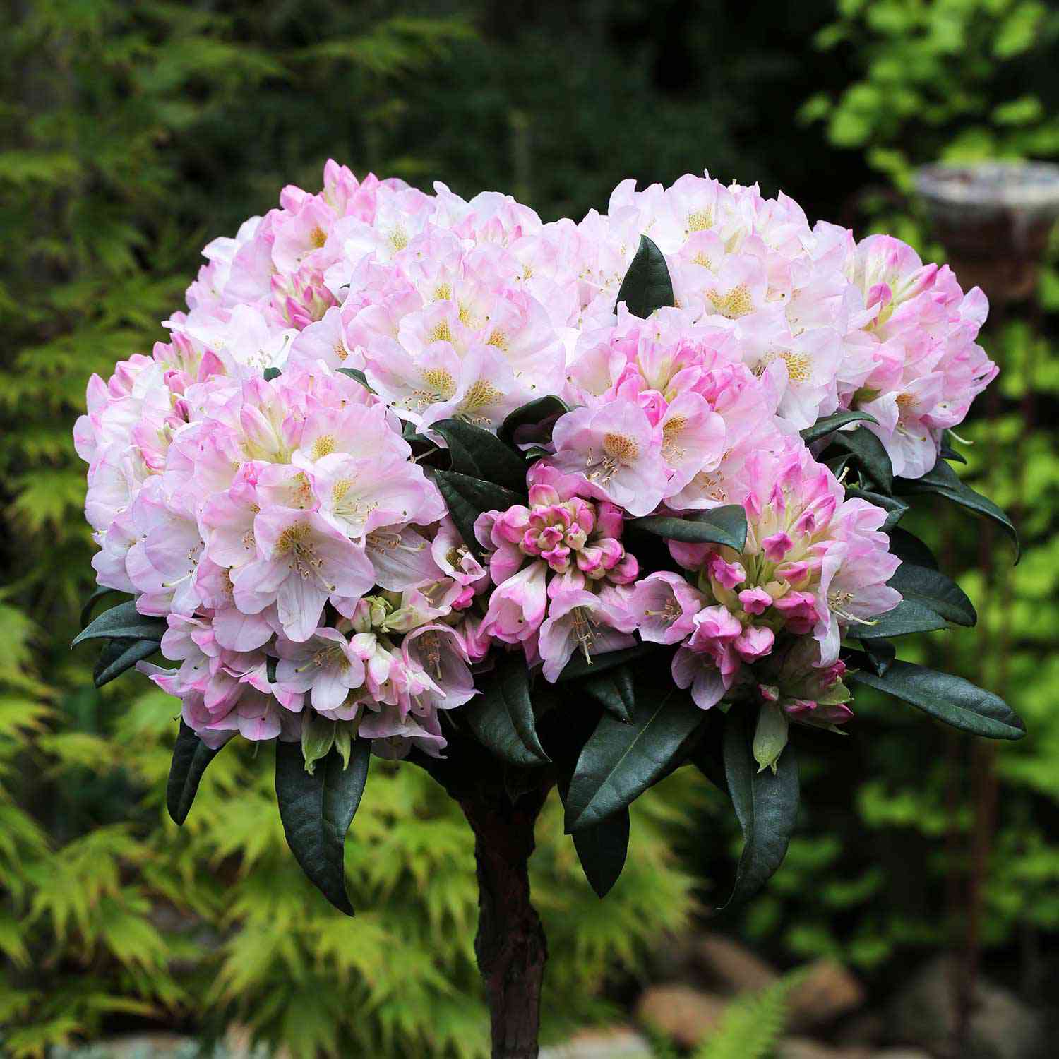 Rhododendron 'Brigitte'