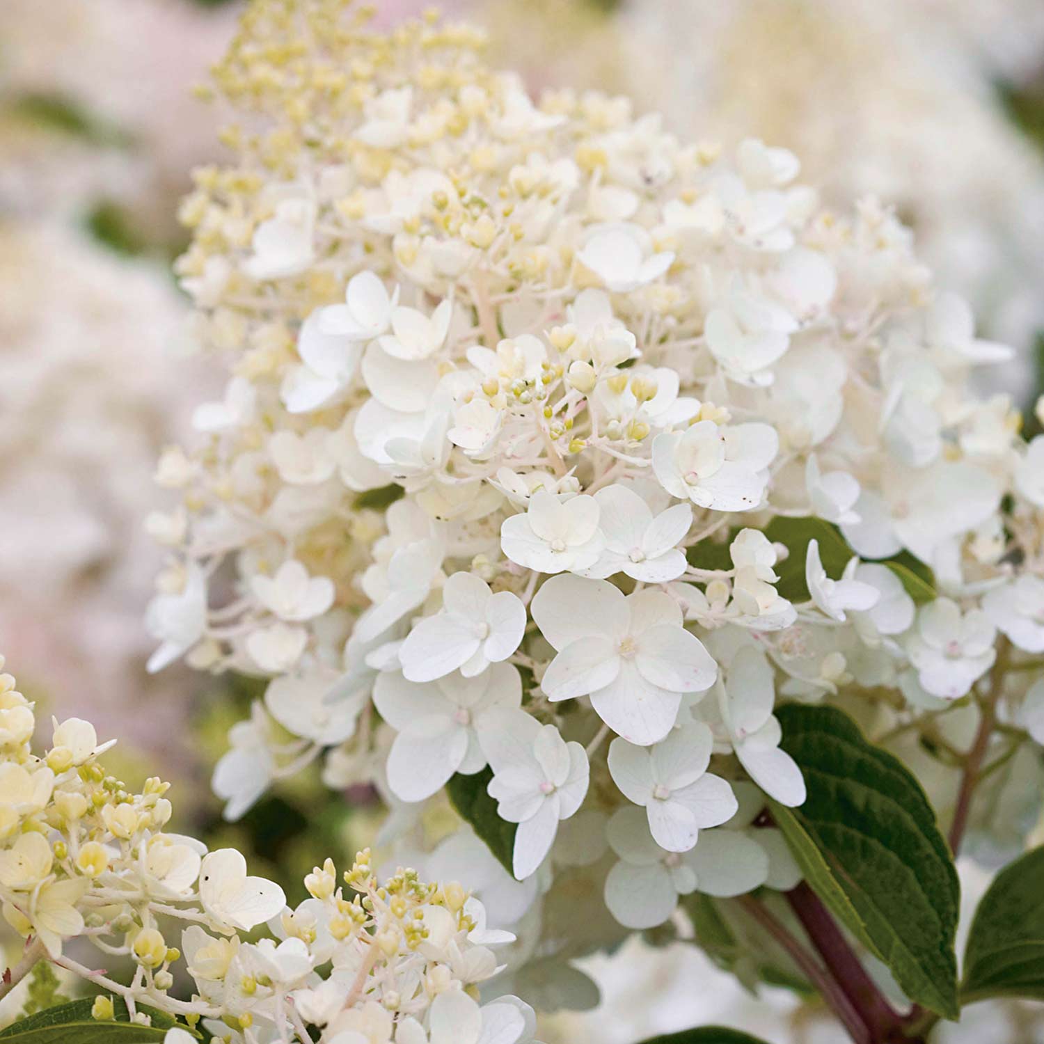Rispenhortensie 'Silver Dollar®', 5 Liter, 60 - 80 cm Liefergröße: 60 - 80 cm