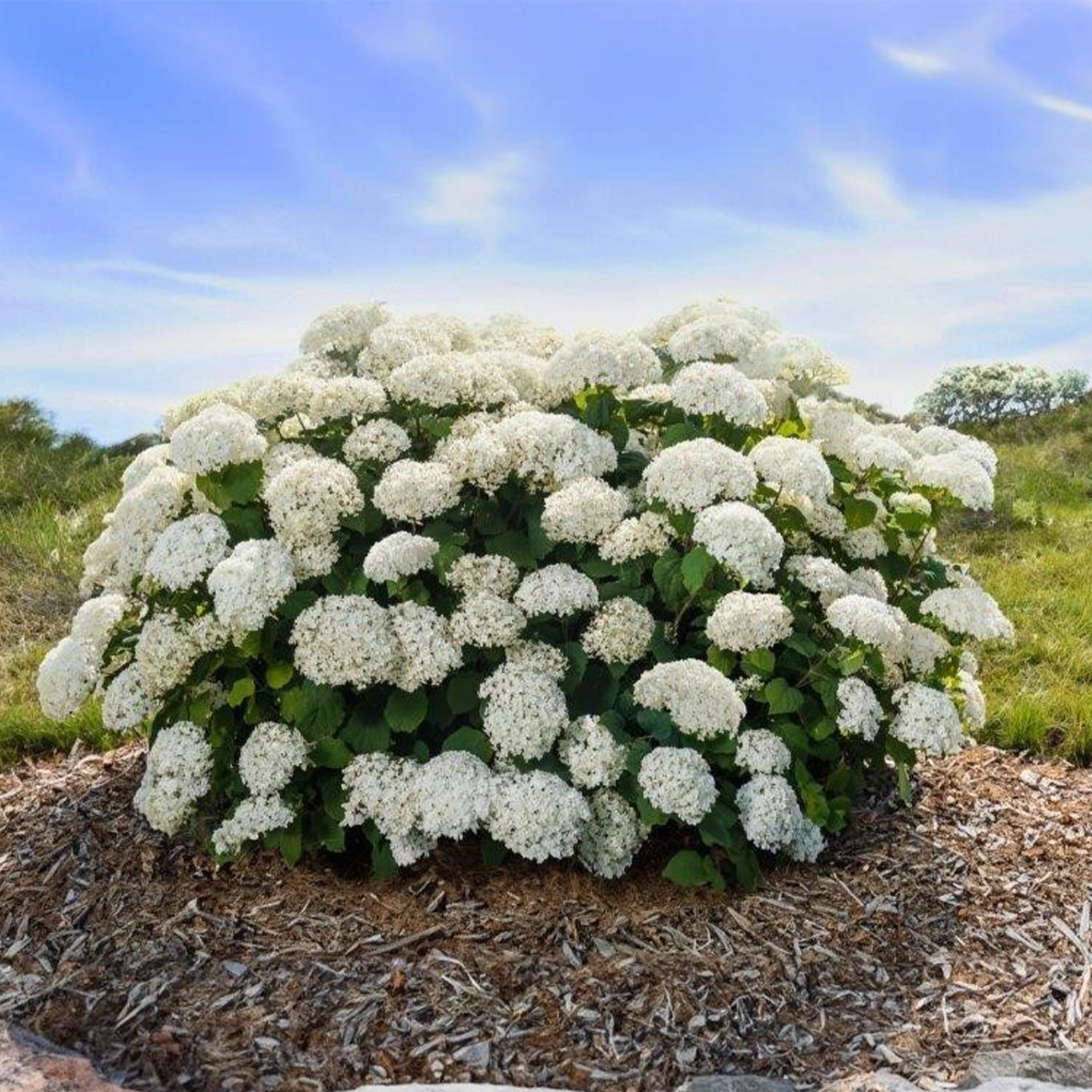 Kategorie <b>Blütensträucher und Ziergehölze </b> - Ballhortensie 'FlowerWOW®' Liefergröße: 30 - 40 cm - Hydrangea arborescens 'FlowerWow'