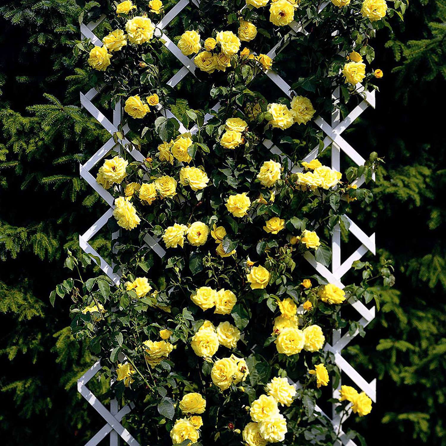 Kletterrose 'Goldstern®' Wurzelnackte Pflanze, 2 - 3 Triebe Liefergröße: mind. 3 starke Triebe