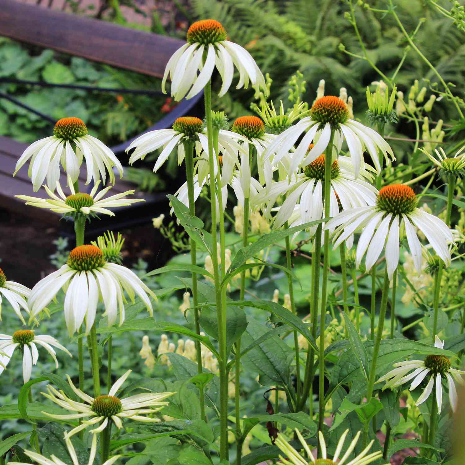 Weißer Sonnenhut 'Alba'