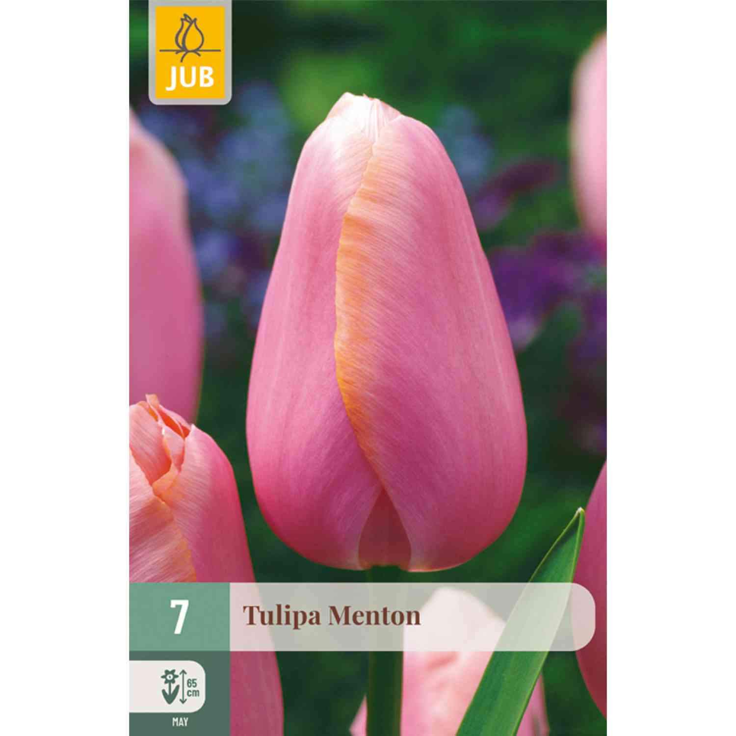 Einfache späte Tulpe 'Menton' - 7 Stück