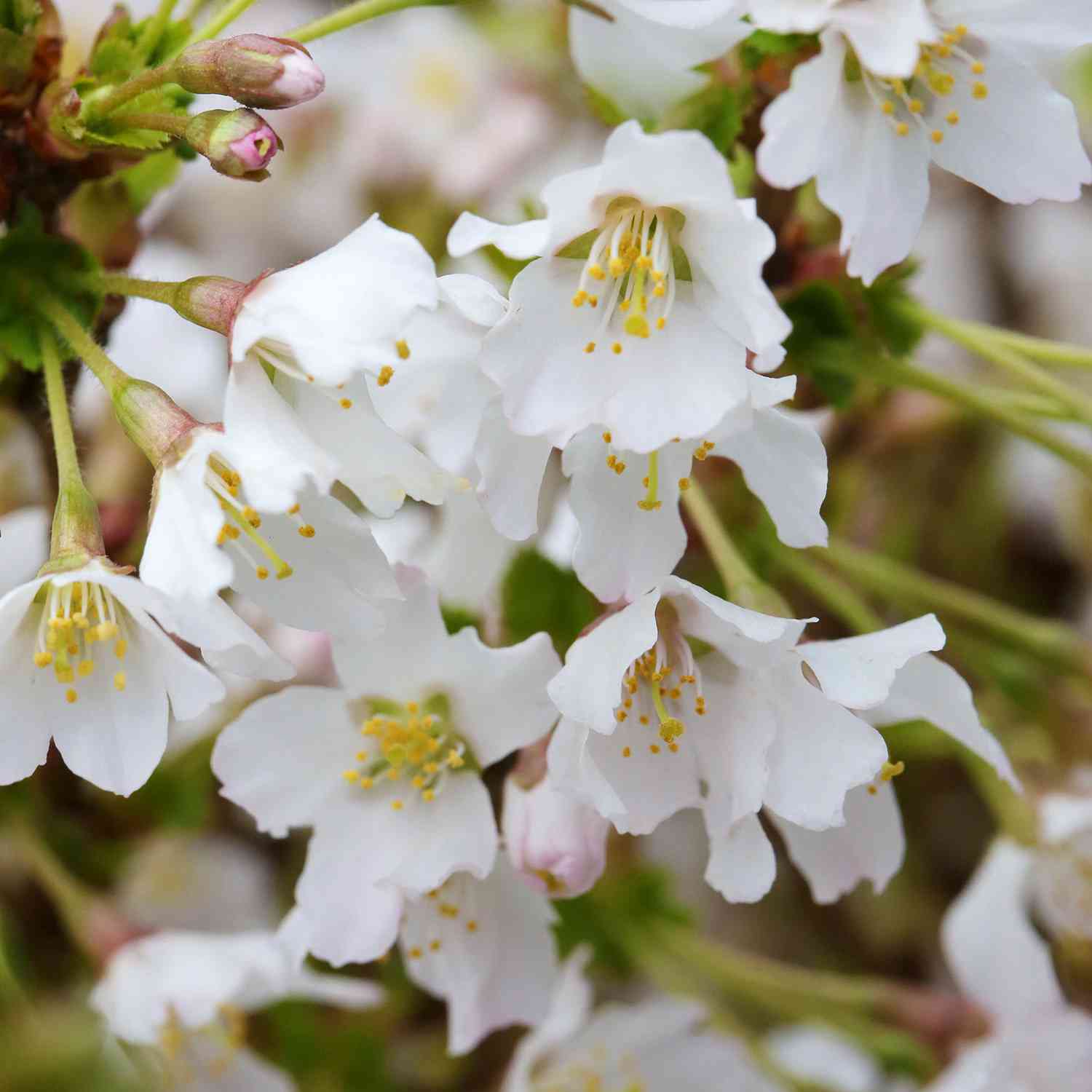 Geschlitzte Kirsche 'Kojou-no-mai'