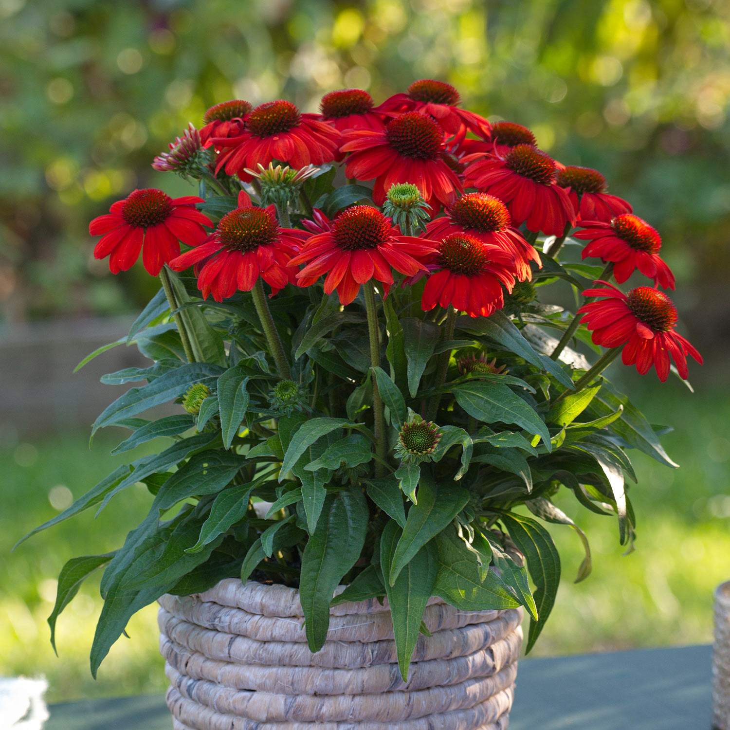 Kategorie <b>Stauden </b> - Scheinsonnenhut 'SunMagic® Vintage Electric Orange' Lieferform: Im 2 Liter Topf - Echinacea purpurea SunMagic Vintage Electric Orange