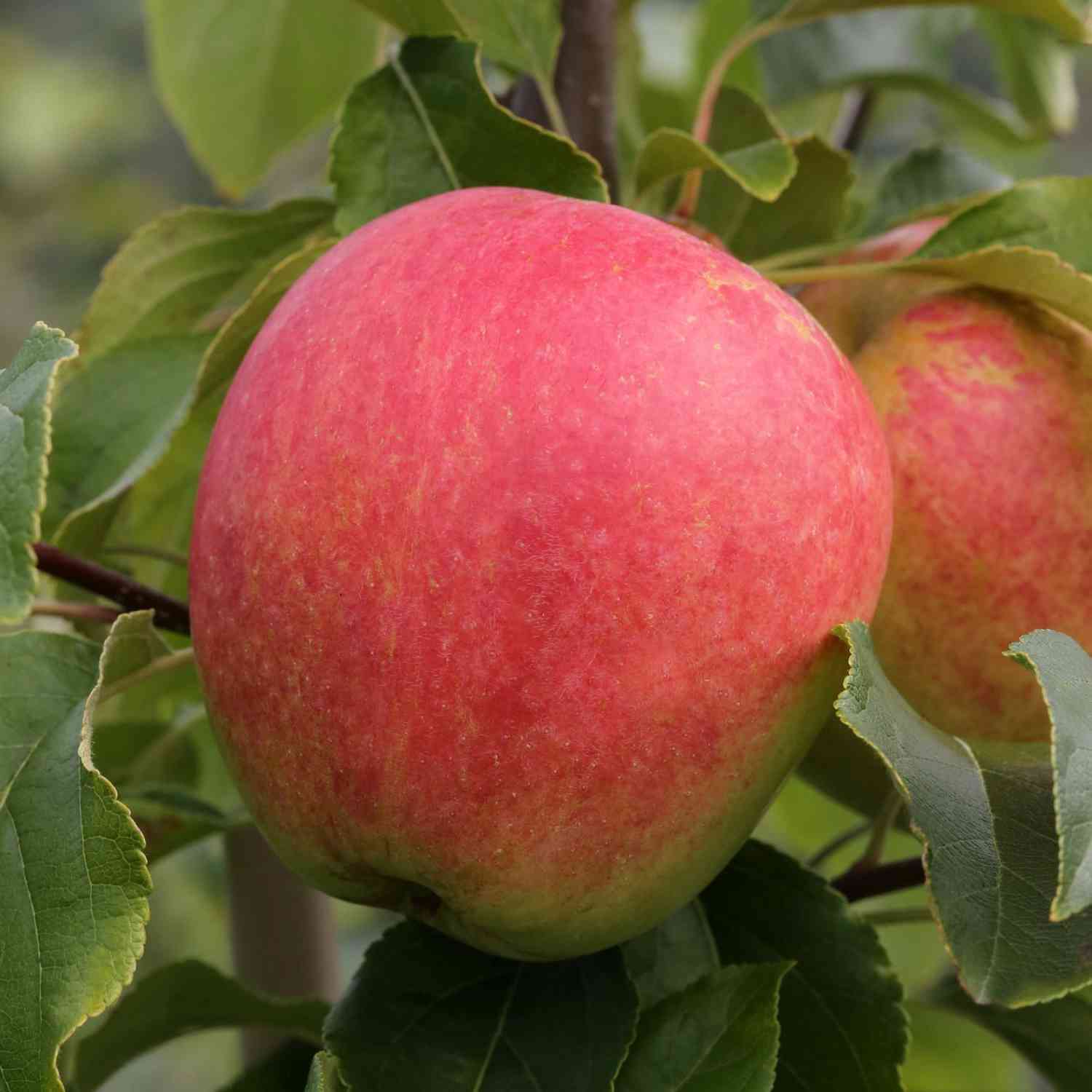 Apfel 'Rewena' - Busch