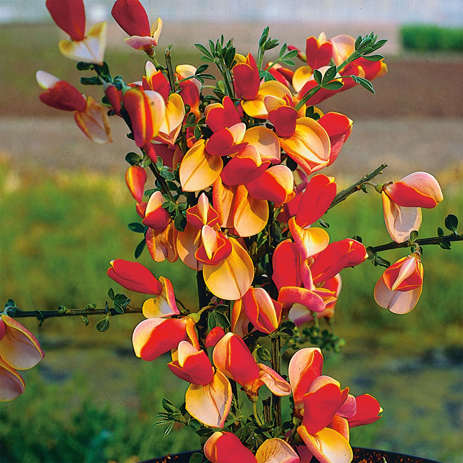 Edelginster 'Palette' Liefergröße: 40 - 60cm