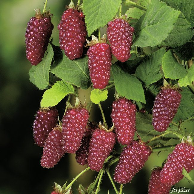 Dornenlose Him-Brombeere 'Buckingham Tayberry®' Liefergröße: ca. 40 - 60 cm