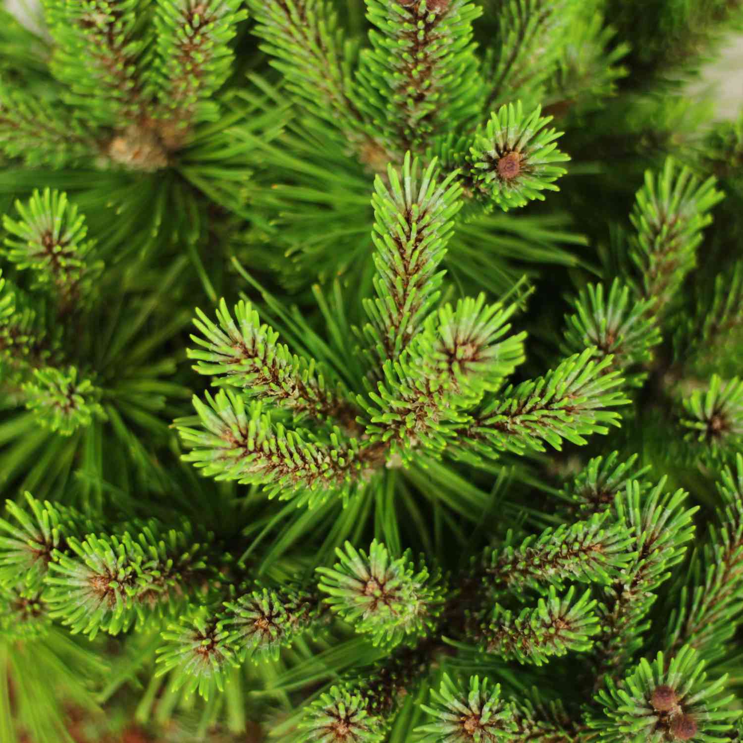 Zwerg-Kiefer 'Benjamin' Zwerg-Kiefer 'Benjamin'