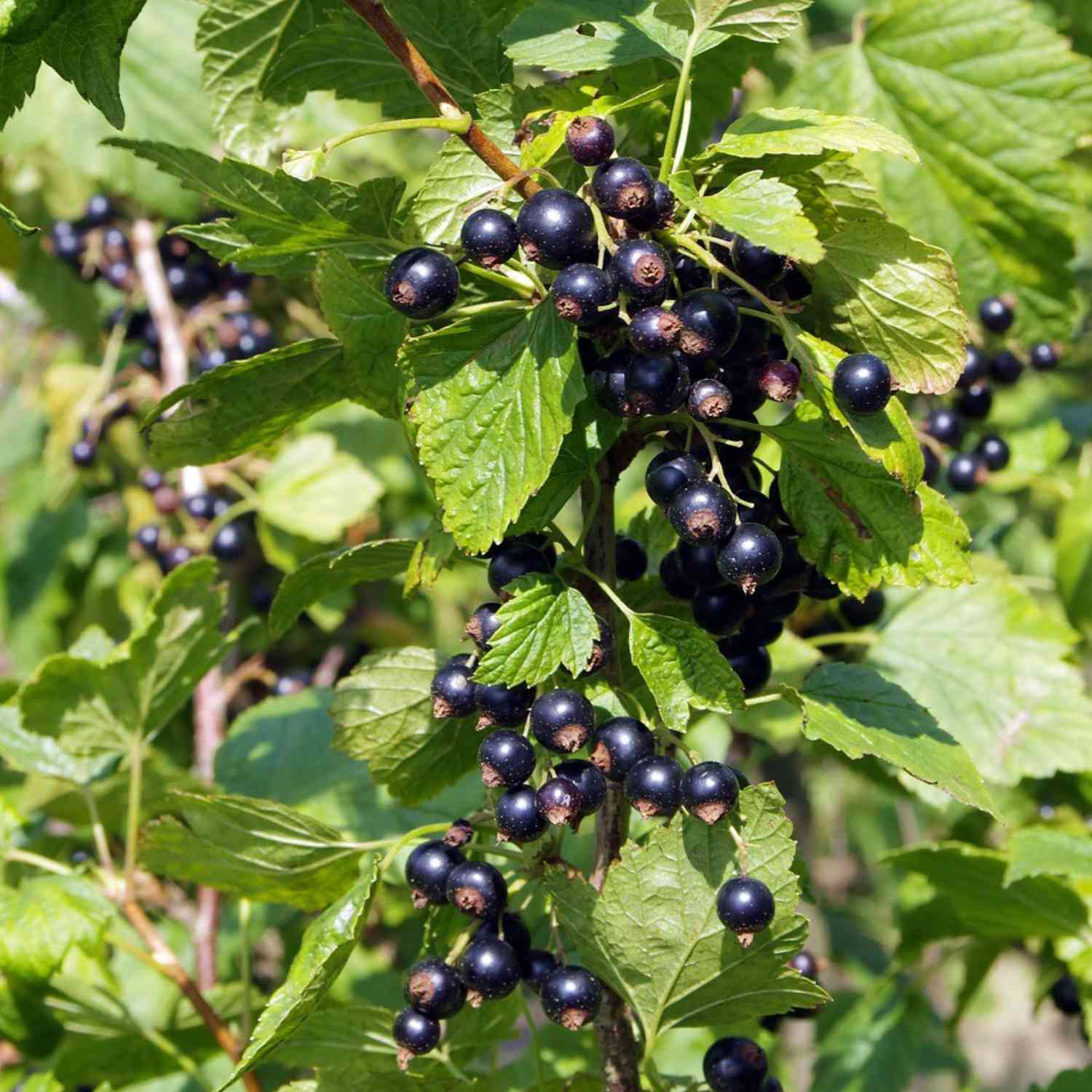 Schwarze Johannisbeere 'Tsema' Schwarze Johannisbeere 'Tsema'