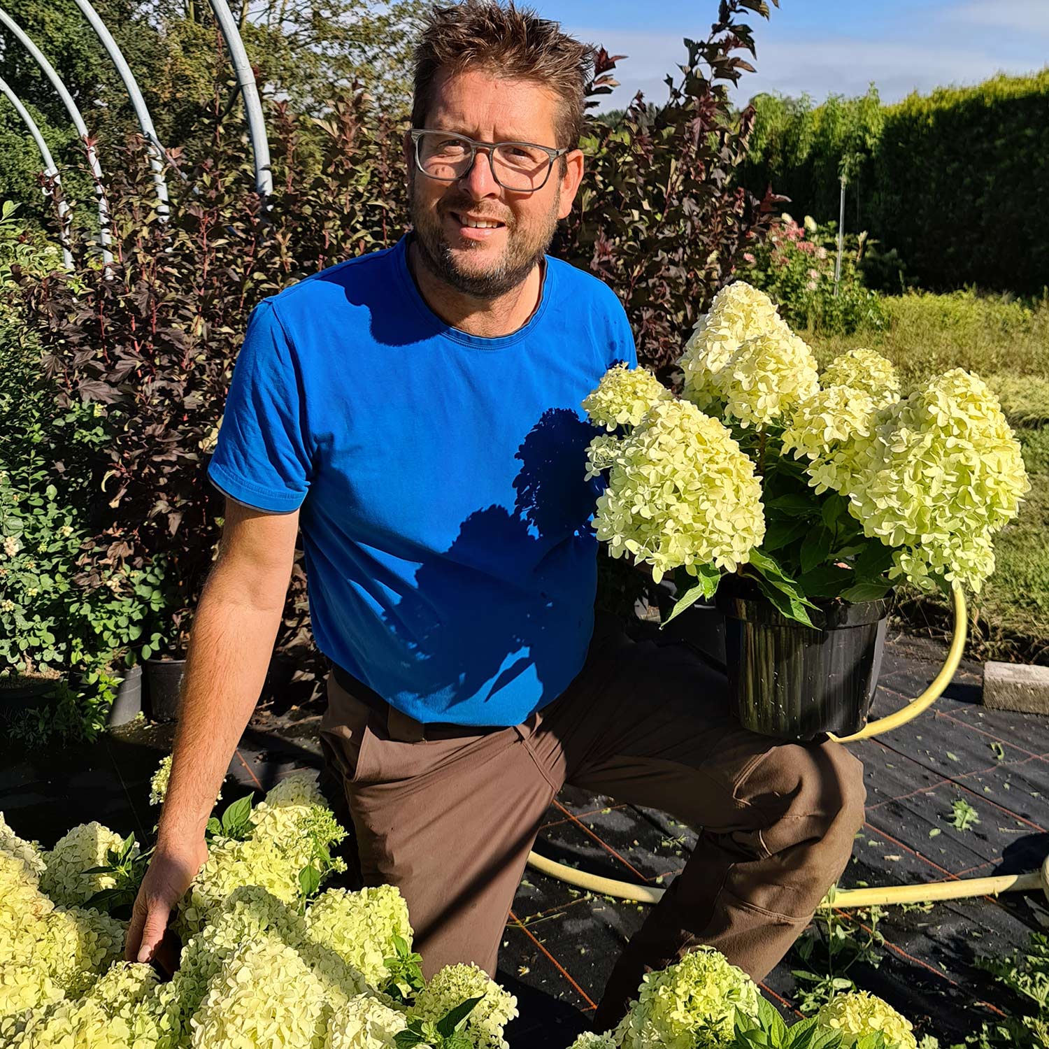 Zwerg-Rispenhortensie 'Little Spooky®' Liefergröße: 30 - 40 cm