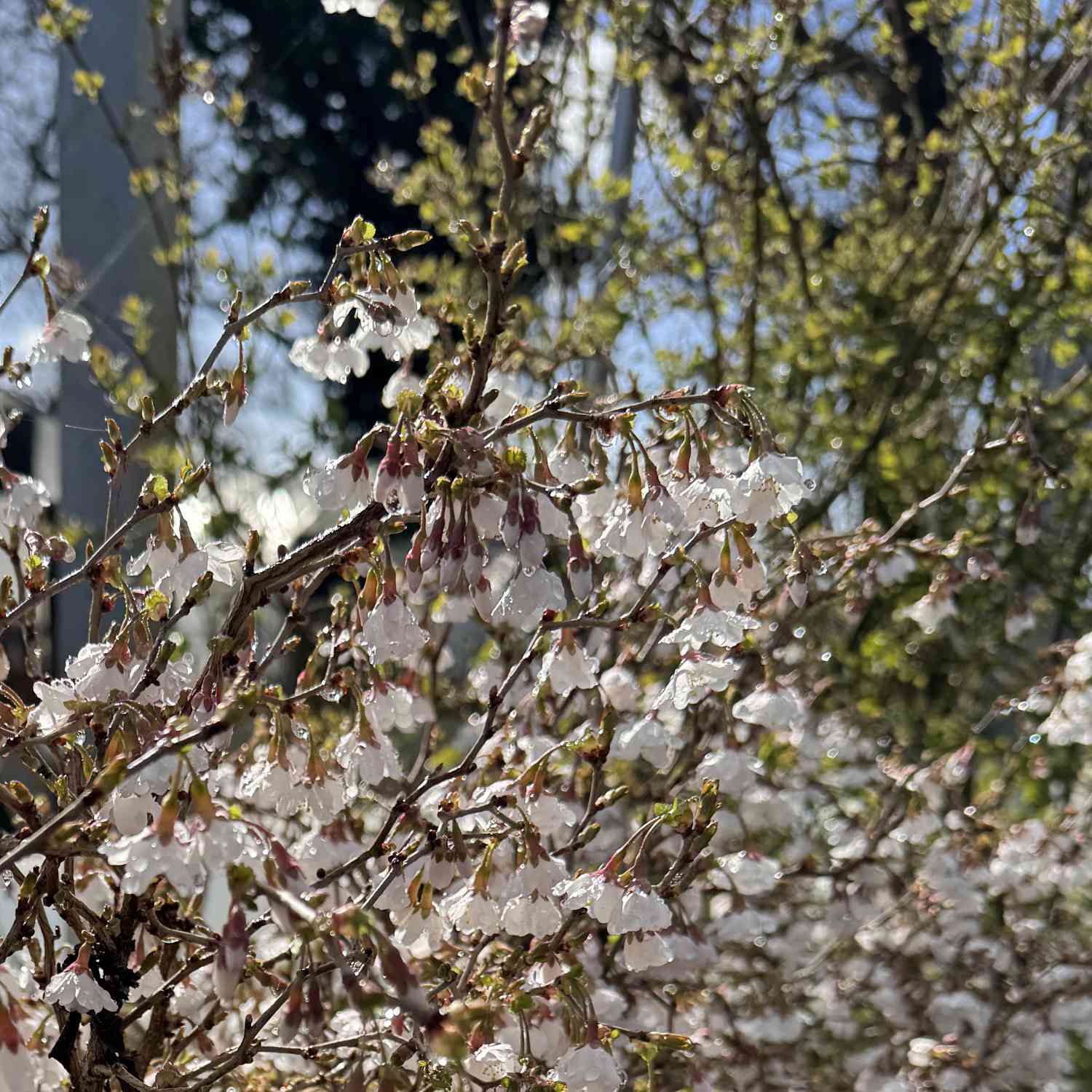 Geschlitzte Kirsche 'Kojou-no-mai'