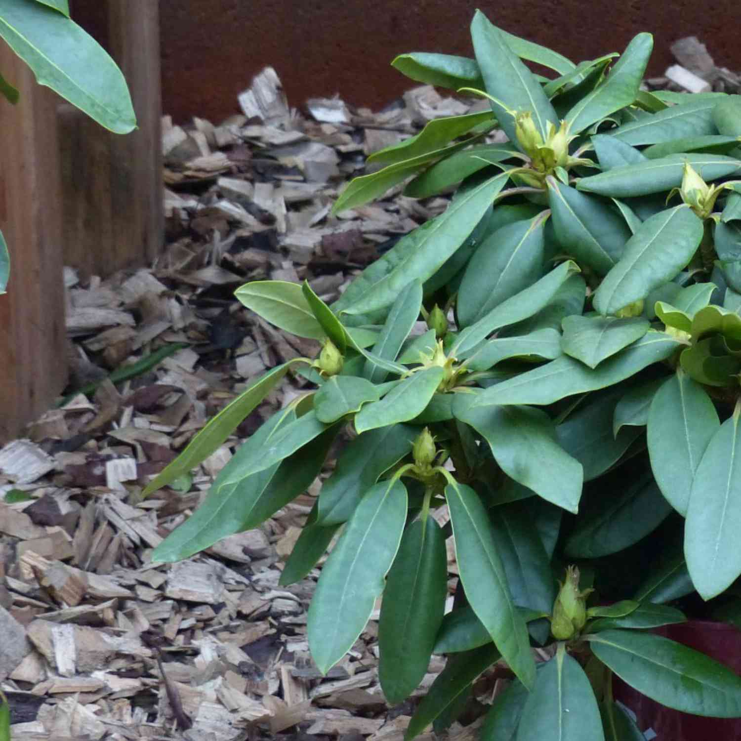 Rhododendron 'Azurro'