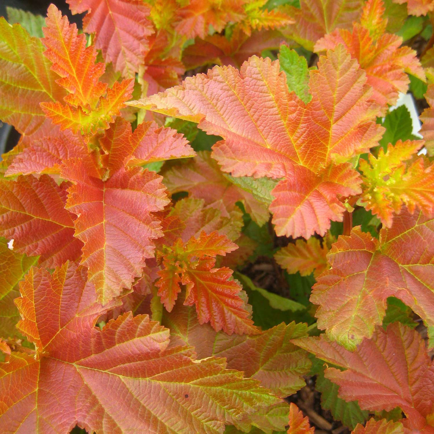 Blasenspiere 'Amber Jubilee®', 5 Liter, 40 - 60 cm Liefergröße: 40 - 60 cm