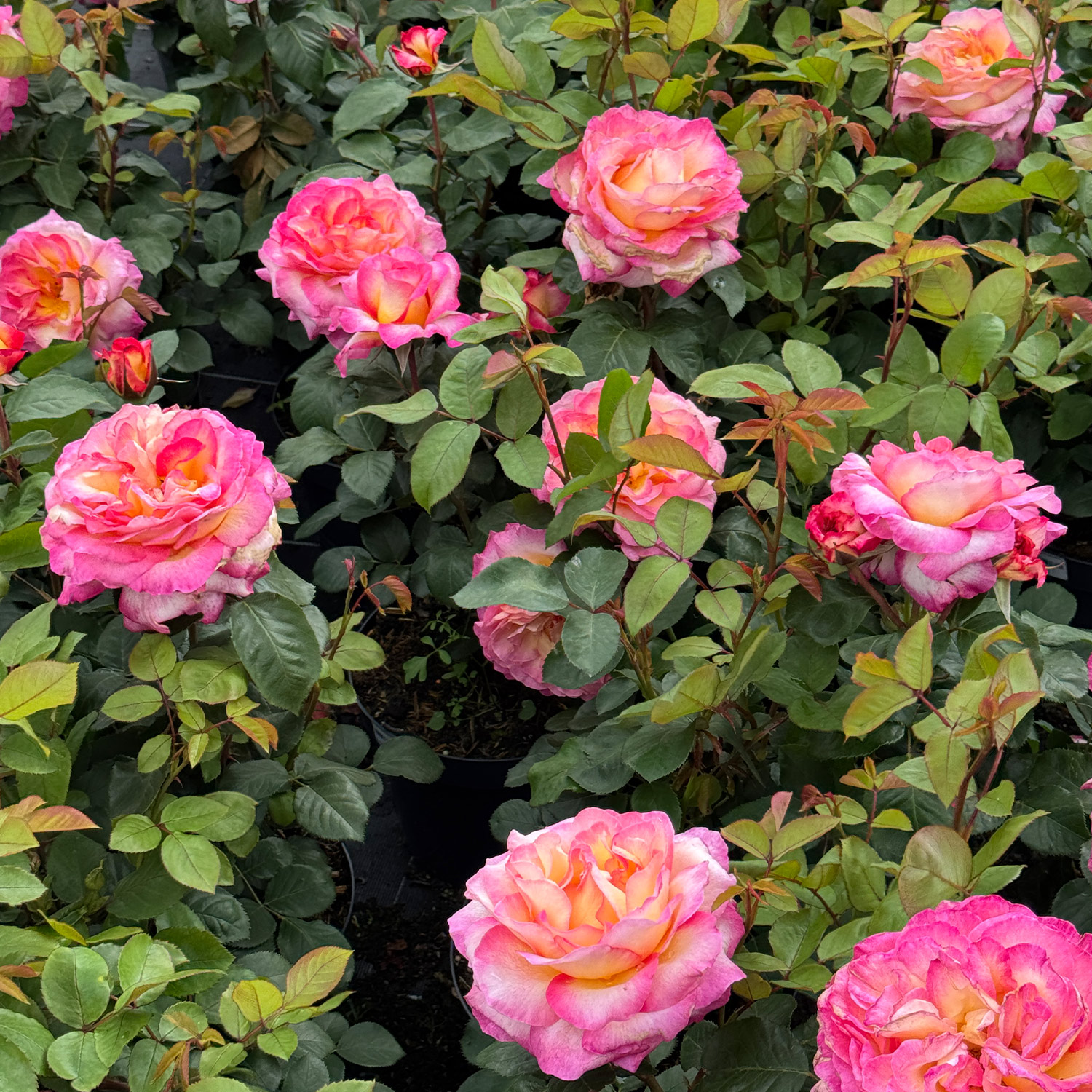 Edelrose 'Gorgeous®'