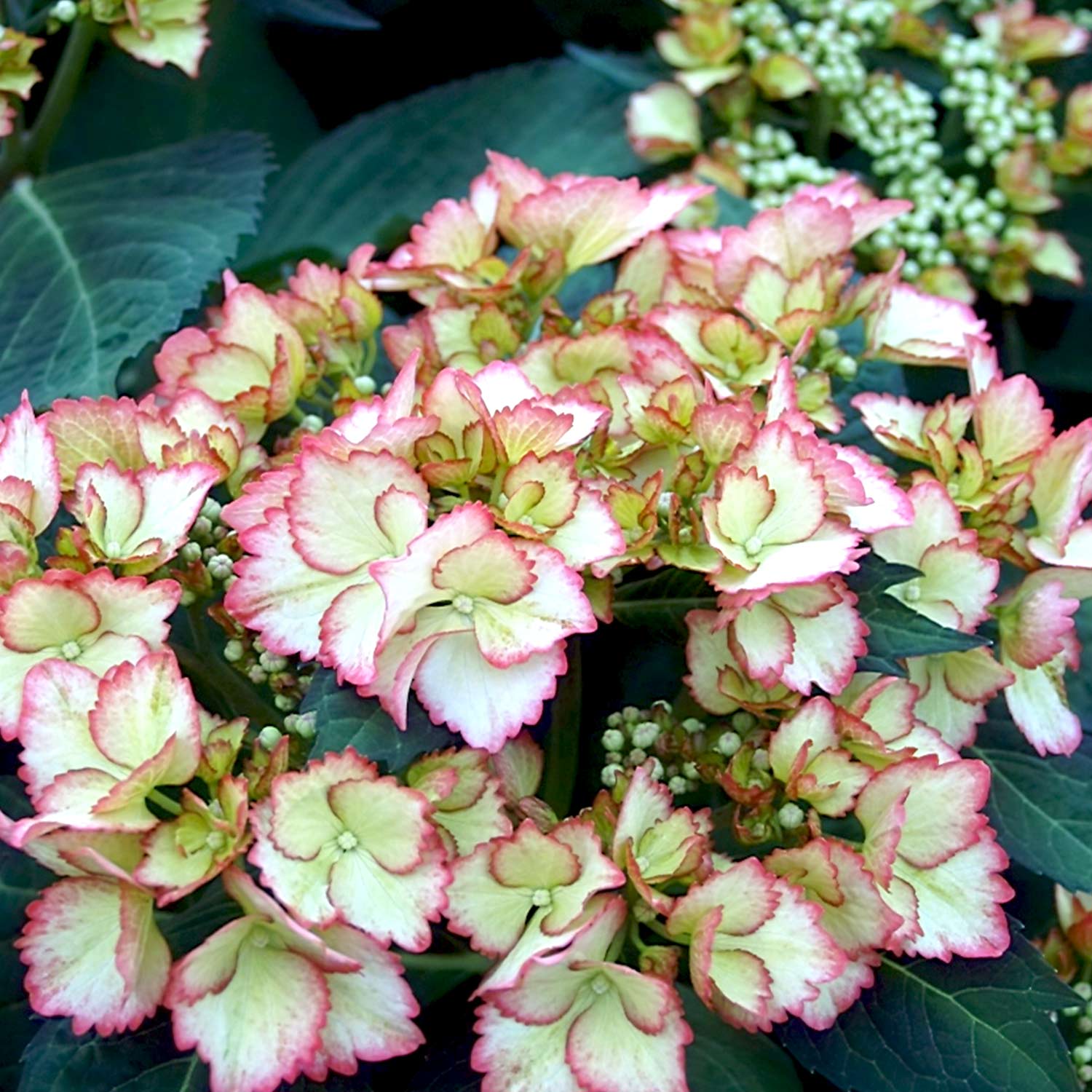 Gartenhortensie 'Love you Kiss'