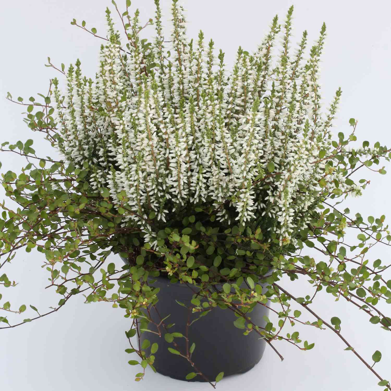 Sommerheide 'Madonna' (GardenGirls®) - Knospenblüher