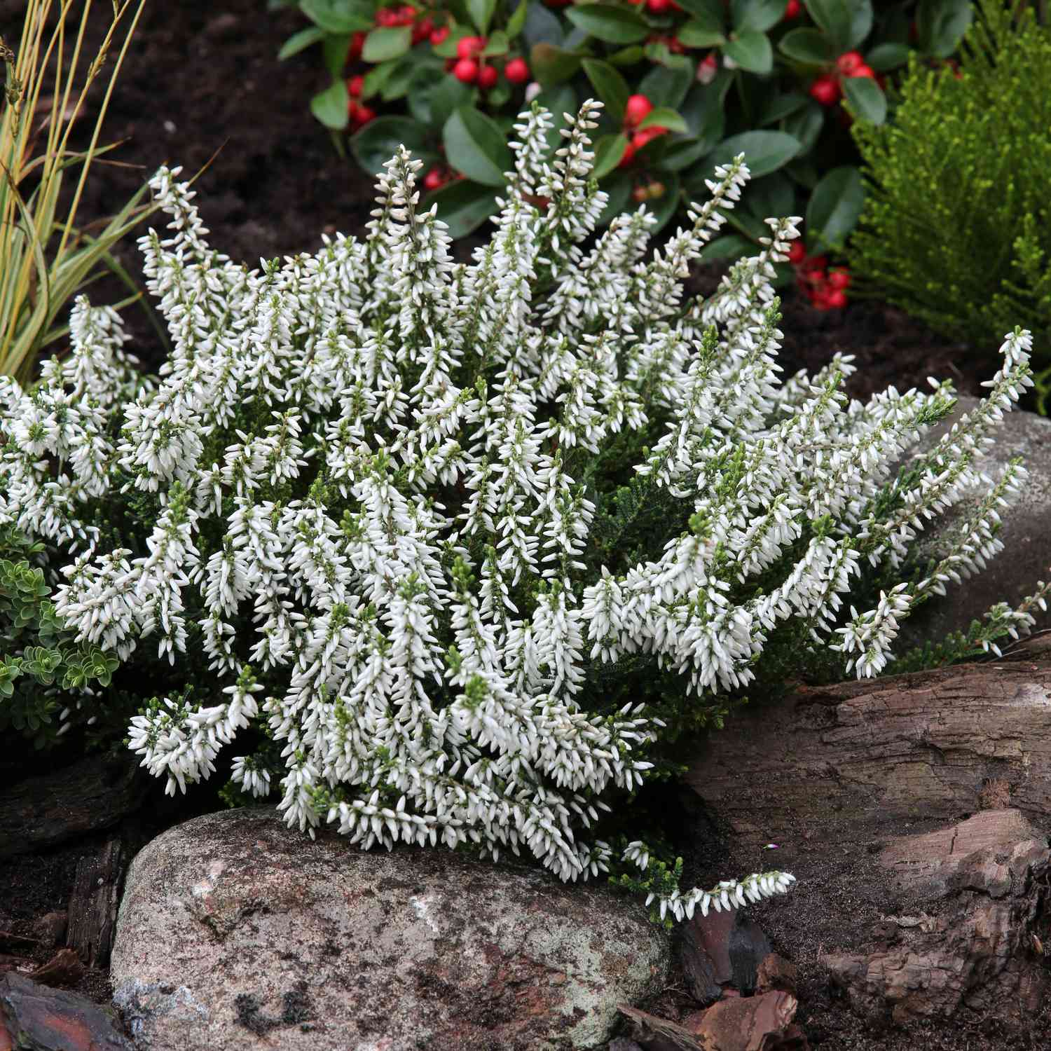 Sommerheide 'Madonna' (GardenGirls®) - Knospenblüher