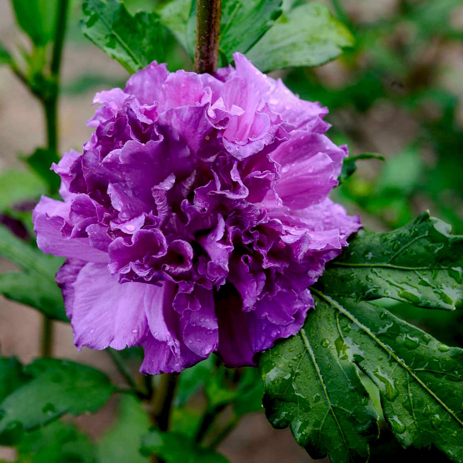 Garteneibisch 'French Cabaret®' purple, 5 Liter, 60 - 100 cm Liefergröße: 60 - 100 cm