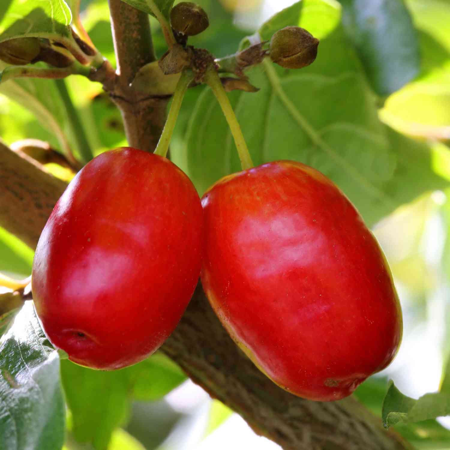 Kornelkirsche 'Jolico'