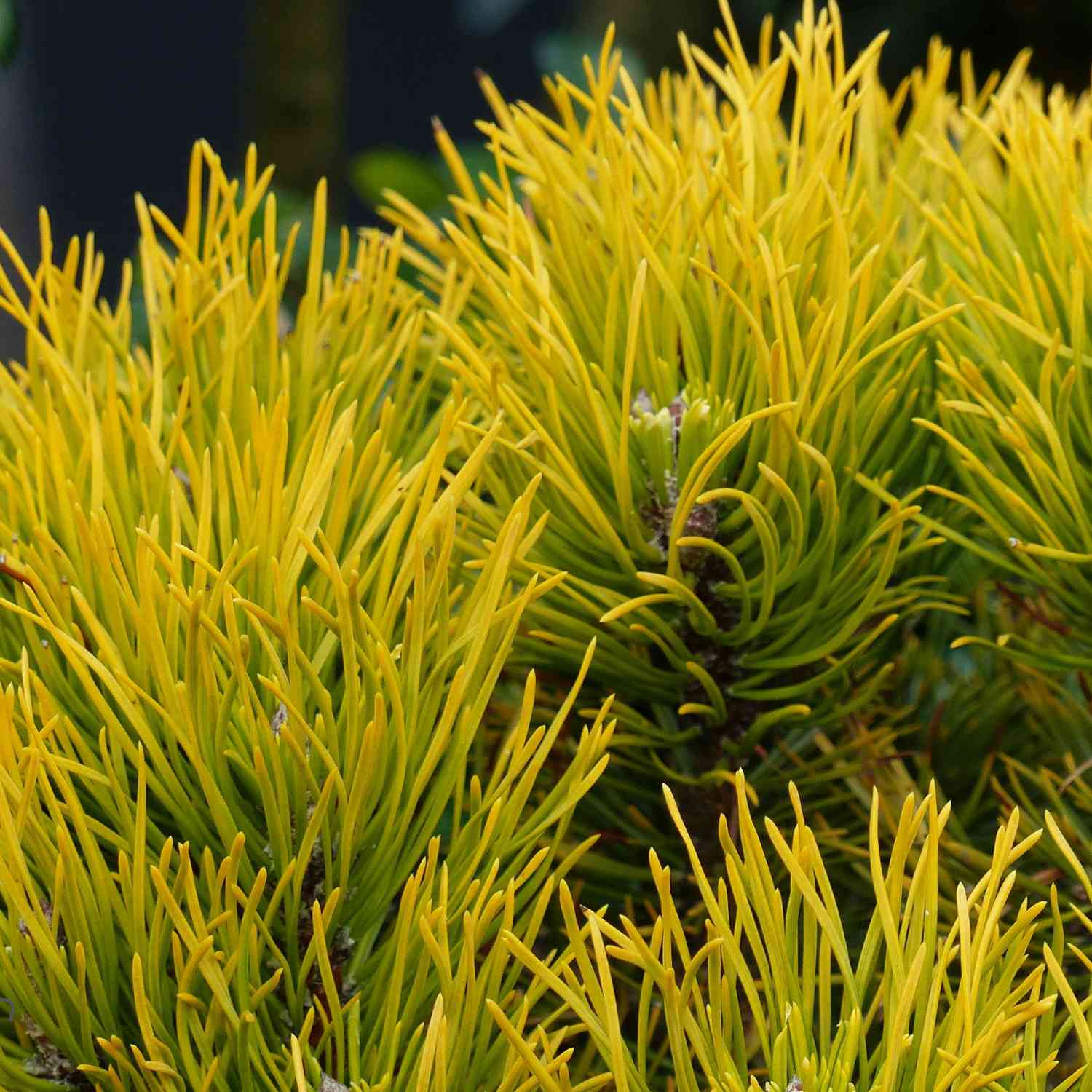 Gelbe Zwergkiefer 'Carsten´s Wintergold'