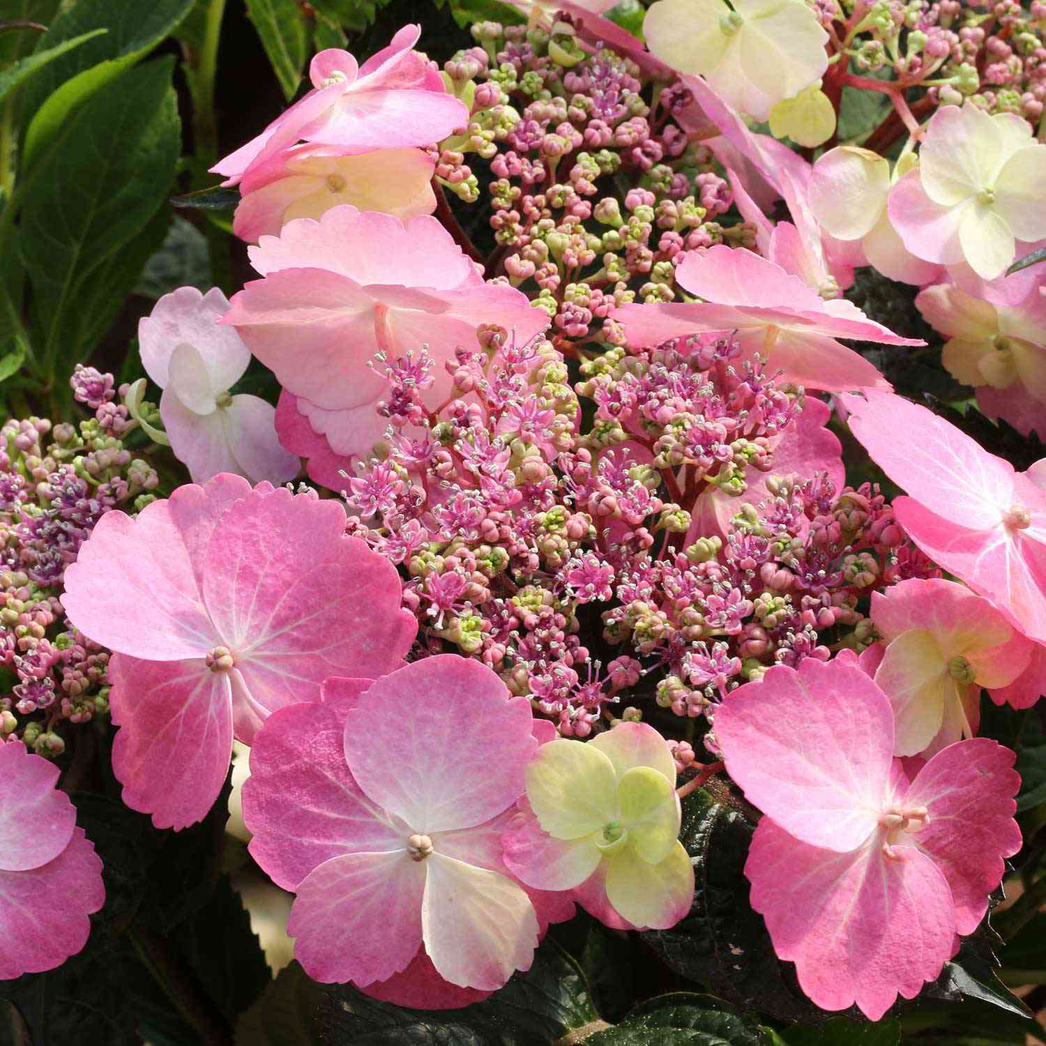 Tellerhortensie 'Cotton Candy'