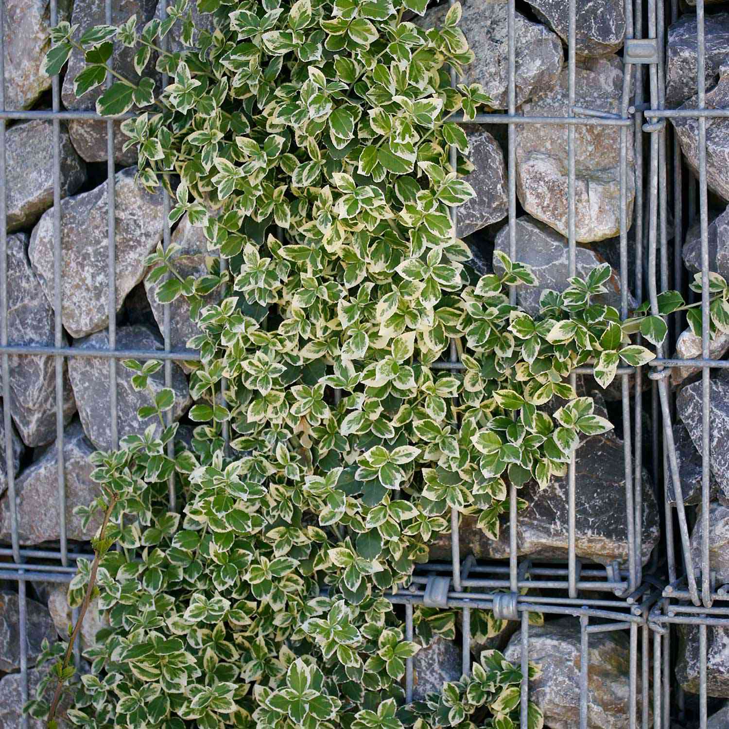 Weißbunte Kriechspindel 'Emerald'n Gaiety' Weißbunte Kriechspindel 'Emerald'n Gaiety'