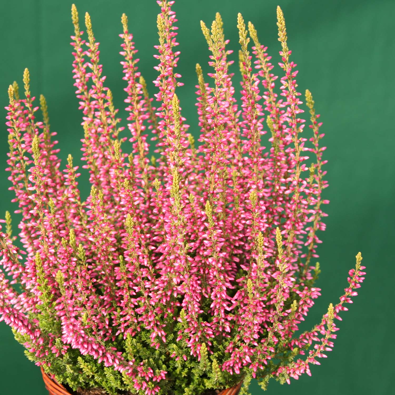 Winterharte Knospenheide 'Rosita' (Garden Girls®) Lieferform: Im Topf