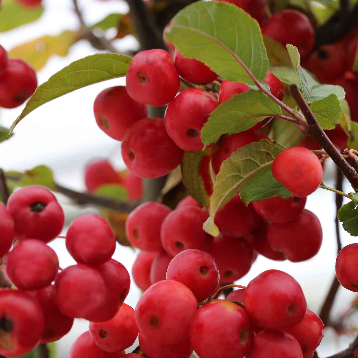 Zierapfel 'Red Sentinel'